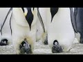 وثائقي      الحياة البرية في القطب الجنوبي   عالم الحيوان