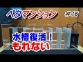 自作アクリル水槽復活！　ベタ 引っ越し！