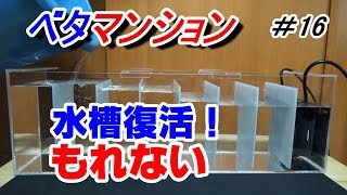 自作アクリル水槽復活！　ベタ 引っ越し！