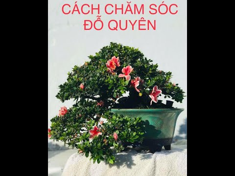 Video: Đỗ quyên dành cho khí hậu lạnh: Chọn Đỗ quyên Vùng 4