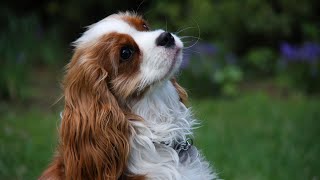 The Amazing Ball Catching Skills of the Cavalier Spaniel