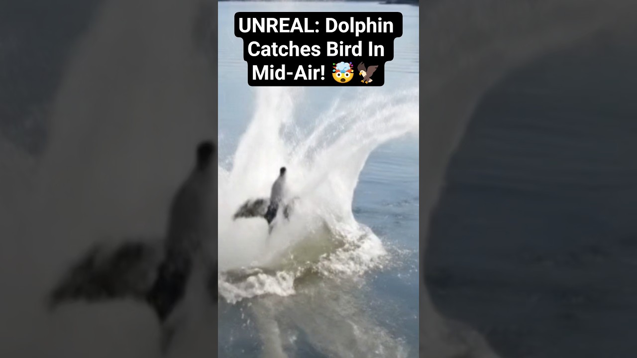 Nature is SCARY: Dolphin vs. Bird! 🐬🦅 