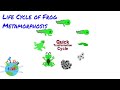 Life cycle of Frog | Metamorphosis | Reproduction cycle of Frog