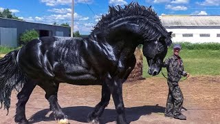 8 Cosas Que No sabias Del Caballo Frisón