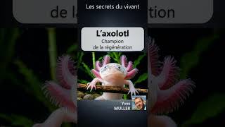 Les secrets du vivant #9 – L’axolotl – Le maître de la régénération
