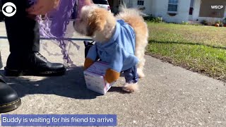 WEB EXTRA: Dog And Mail Carrier Are Friends