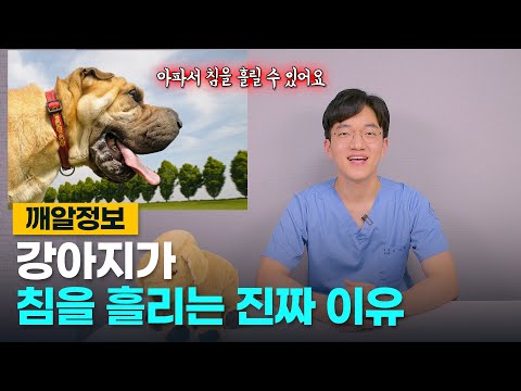 강아지가 침을 많이 흘리는 이유 5가지