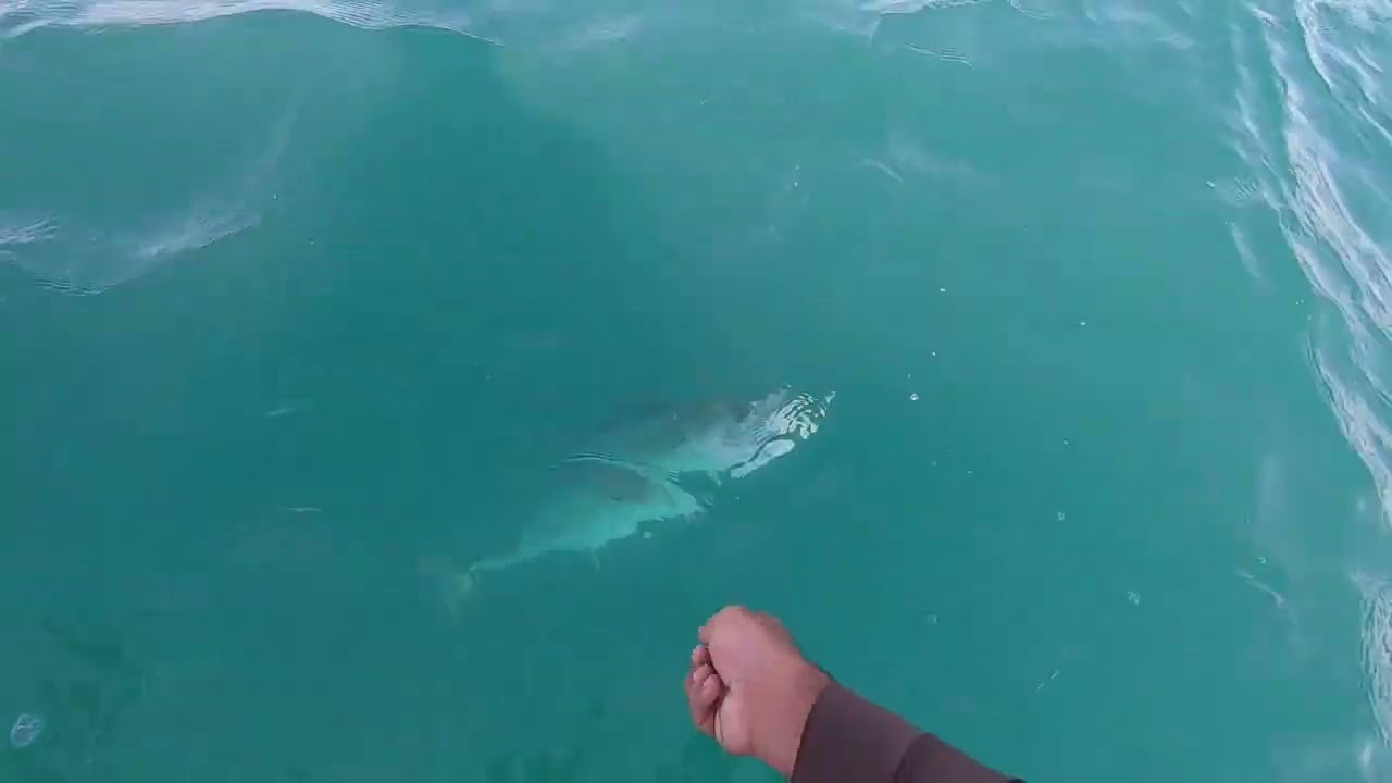 ویدئو گلچین ماهیگیری / صید ماهی به روش کیبال / قلاب های شناوری /بویه Azeem Fishing 