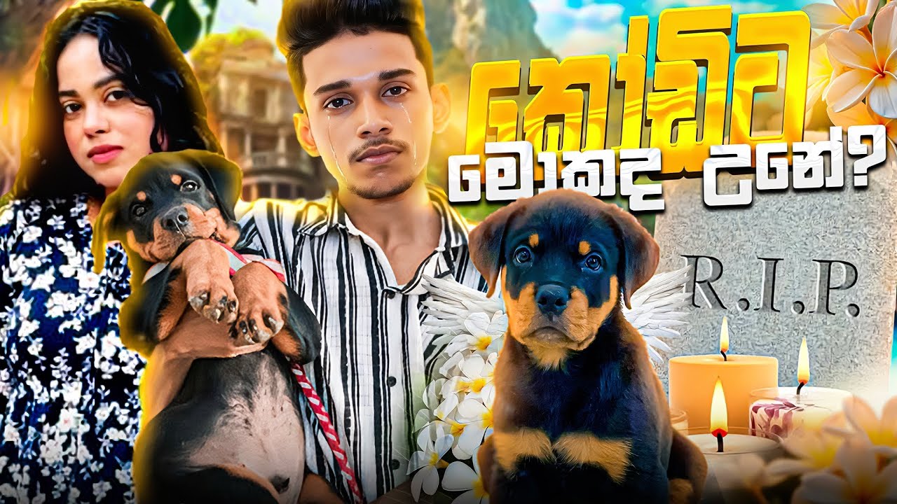 අපේ කෝඩිට ඇත්තටම මොකද උනේ 😖😭.අපි එයා වෙනුවෙන් කරපු දේ 🥺... VLOG 143