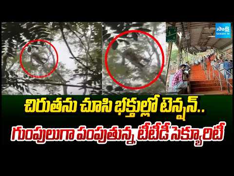 అలిపిరి మార్గంలో హై అలర్ట్ | Leopard Spotted Near 2,765th Step in Tirumala | @SakshiTV - SAKSHITV