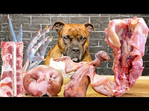 【大食い犬ASMR】バイオハザードな生肉や骨をバリバリ噛み砕く音が衝撃すぎる愛犬www 　Dog eats raw meat ＆ bones