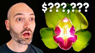 You Won’t believe How EXPENSIVE This Plant Is!