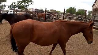 Fixing trailers, shoeing and hauling horses.