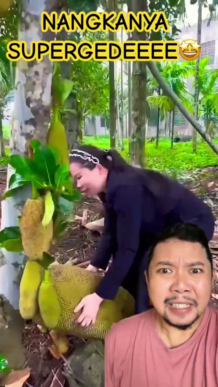 NANGKA YG SANGAT BESAR BANGET!!???? #fruit #jackfruit #satisfying #food #nature #shortsfeed