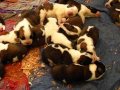Saint Bernard puppies.