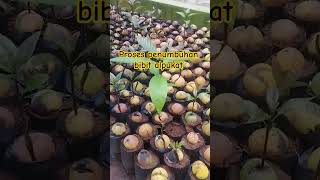 penumbuhan bibit alpukat#alpukat #bibit #shorts #shortvideo #shortsfeed