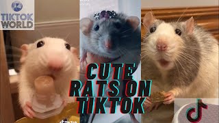 Amazing Cute Rats on Tiktok