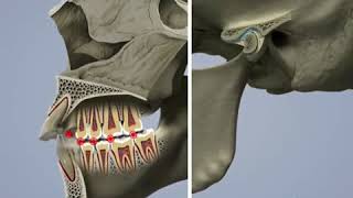 Airway and  TMJ