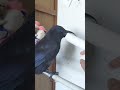 失敗して◯◯丸出しになってしまったカラス氏