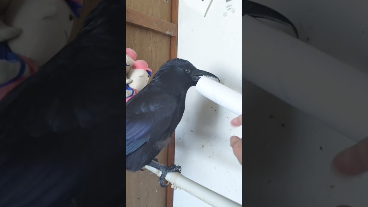 失敗して◯◯丸出しになってしまったカラス氏