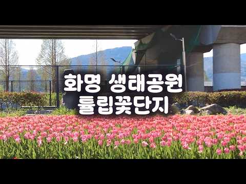 화명생태공원 튤립꽃단지