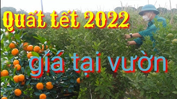Quất tết 2022 siêu chất, giá quất tết 2022 tại vườn, Mua quất tết liên hệ số máy trong clip