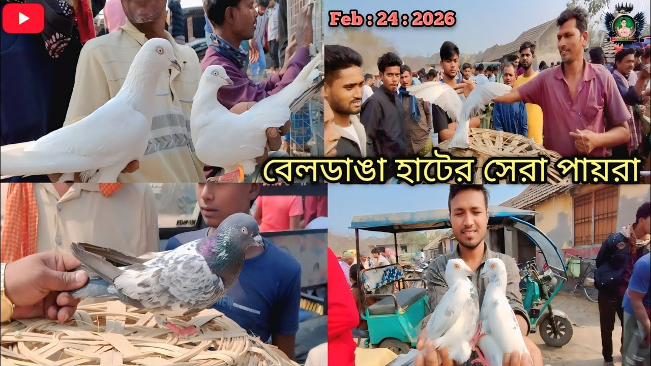 ​চোখ ধাঁধানো সব পায়রার কালেকশন! বেলডাঙ্গা হাট কাঁপানো ভিডিও🔥#pigeon #video #india #subscribe 