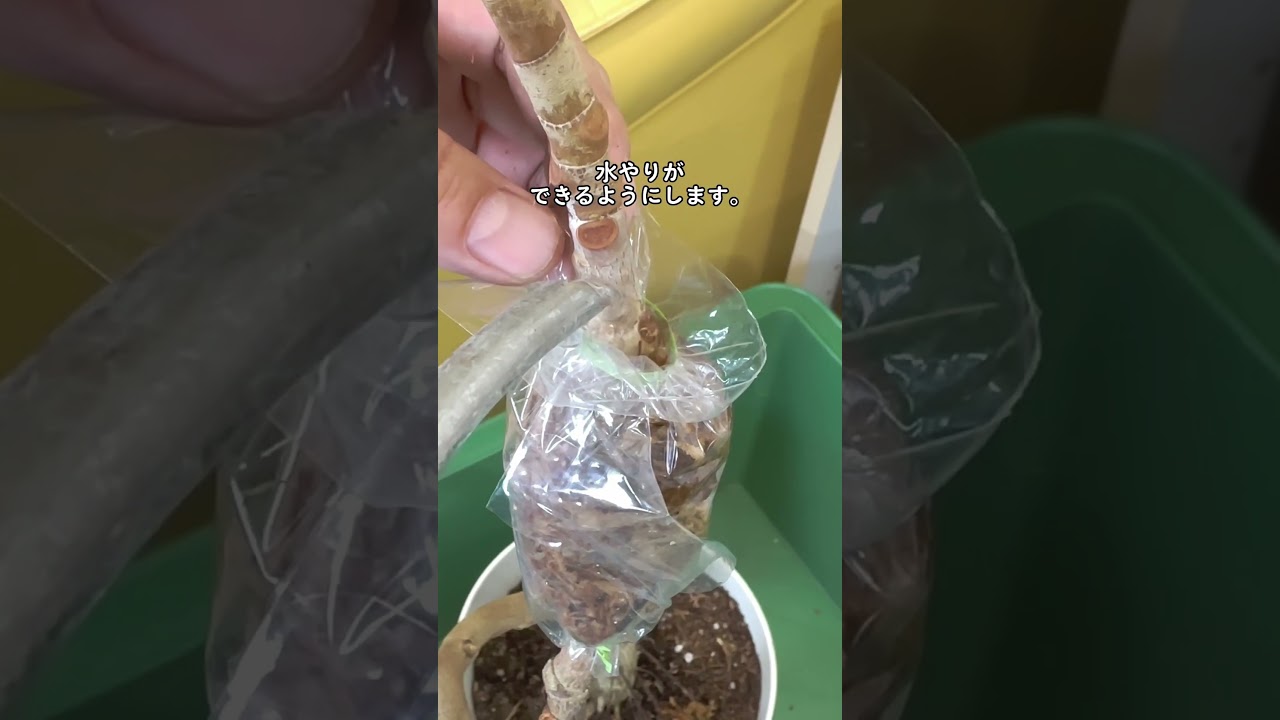 観葉植物のふやし方-取り木の方法 How to increase the number of