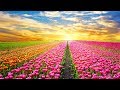 Relaxing Music 24/7, Meditation, Healing, Sleep Music, Calm Music, Zen, Yoga, Sleep, Study, Relax