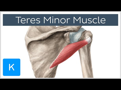 Teres Minor Muscle - Origins & Action - Human Anatomy | Kenhub