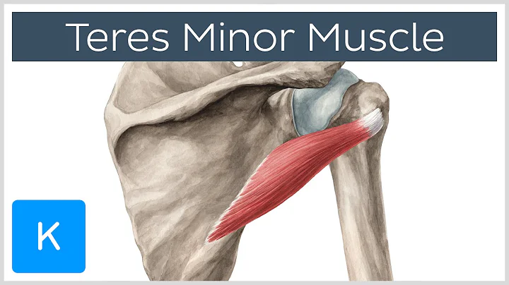 Teres Minor Muscle - Origins & Action - Human Anat...