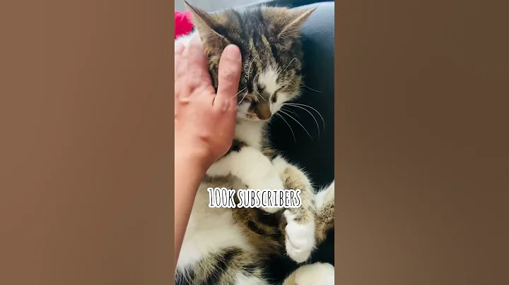 We are so close to 100k 😻❤️😻 #cats #catshorts #catlovers #cuteanimals