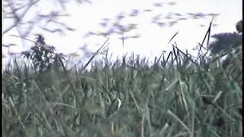 Flocks of Bobolinks on the Wintering Grounds of South America