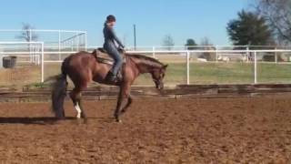 Congress Champion For Sale
