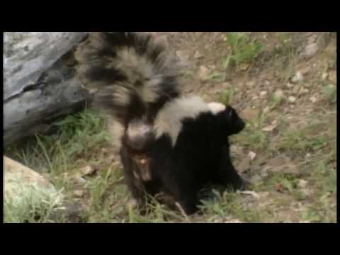 Wild America - Those Smelly Skunks