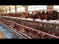 Poultry Farming (Layer chicken Farming with Cage and nipple drinking system )