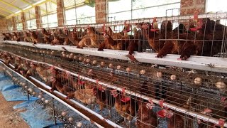 Poultry Farming (Layer chicken Farming with Cage and nipple drinking system )