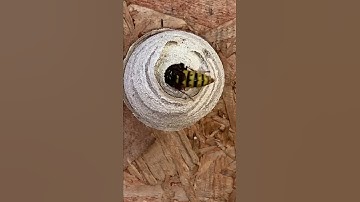 Wasp nest