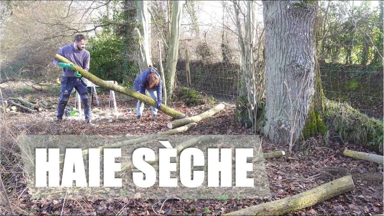 Мы строим на 100% натуральный и бесплатный забор (методом сухой живой изгороди).