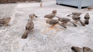 crow 🕊️ and sperrow fight on the food 🥑🥑 on the morning 🌅🌅