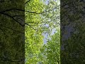 Forest Nature Bird Sounds for Sleeping #forest #nature #walking #komorebi #youtubeshorts