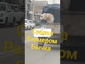 Огромная собака