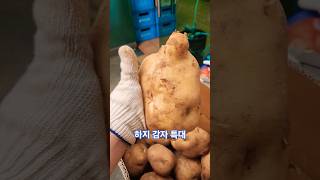 하지 감자특 수학철 감자 볶음 요리