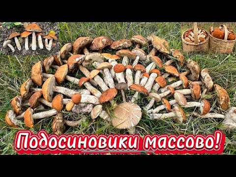 Подосиновики!на этот раз массовый сбор!только они!красивее грибов не бывает!тихая охота 2023!