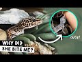 WHY SHE BIT ME | Feed Leopard Geckos With Me 🦗