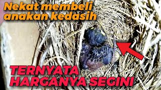 Nekat membeli anakan burung kedasih, ternyata harganya segini