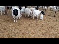 Племенные овцы породы Дорпер, потихоньку идёт окот 🙏🐑❤🐏