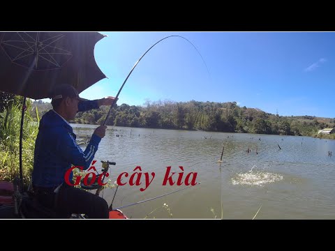 Video Câu đài sát gốc cây và các pha đóng cá bất ngờ | Câu... - youtube