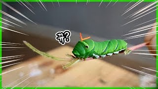 캐터피가 실제로 존재하다니... 살아있는 캐터피를 잡아왔습니다..ㄷㄷ