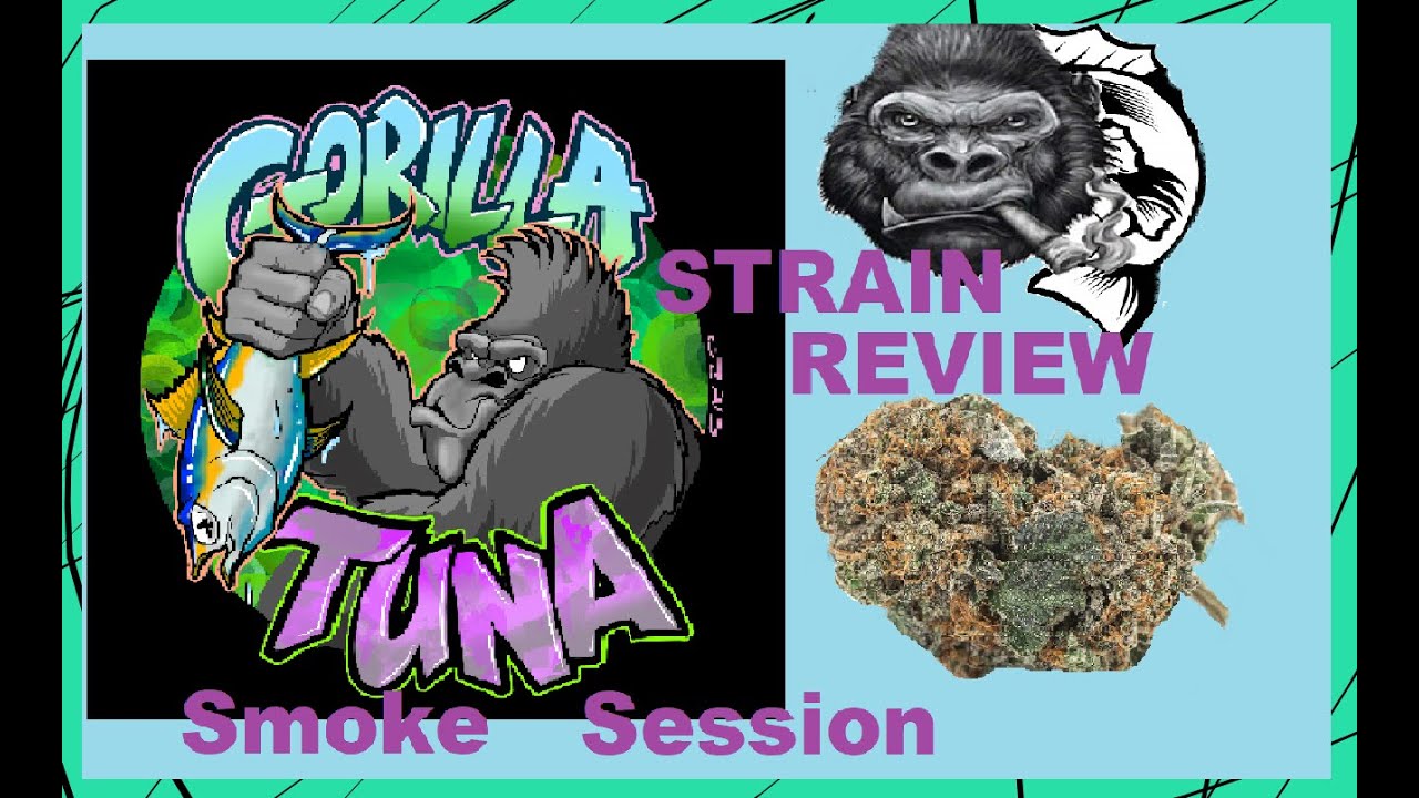 Gorilla Tuna Strain Kush Cannabis Review (Smoke Session)(Comedy)(Re-upload